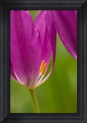 Framed Detail Of Purple Tulips Print