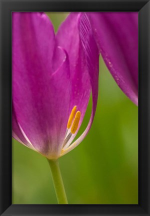 Framed Detail Of Purple Tulips Print