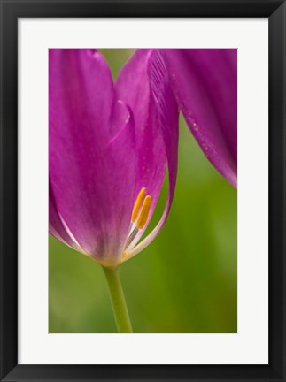 Framed Detail Of Purple Tulips Print