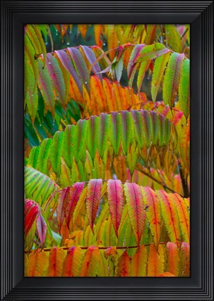 Framed Autumn Neon Colors Of Staghorn Sumac Leaves In The Rain Print