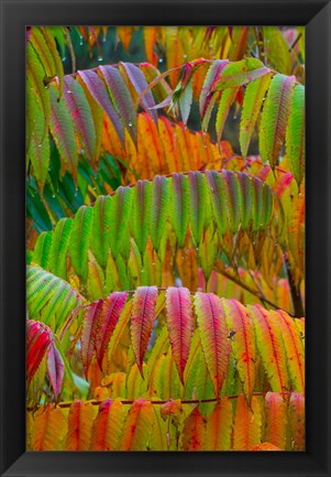 Framed Autumn Neon Colors Of Staghorn Sumac Leaves In The Rain Print