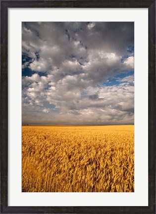 Framed Summer Morning Wheat Fields, South Dakota Print