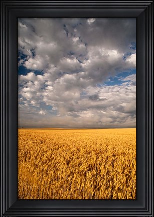 Framed Summer Morning Wheat Fields, South Dakota Print