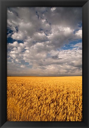 Framed Summer Morning Wheat Fields, South Dakota Print