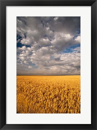 Framed Summer Morning Wheat Fields, South Dakota Print