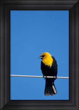 Framed Yellow-Headed Blackbird On A Power Line Print