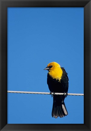 Framed Yellow-Headed Blackbird On A Power Line Print