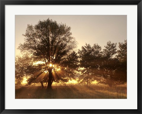 Framed Sunrise Through Fog And Trees At Cades Cove Print