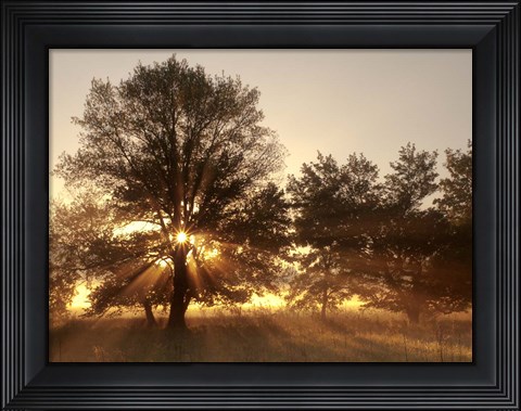 Framed Sunrise Through Fog And Trees At Cades Cove Print