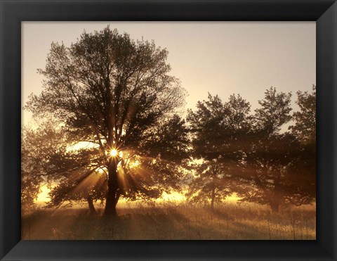 Framed Sunrise Through Fog And Trees At Cades Cove Print