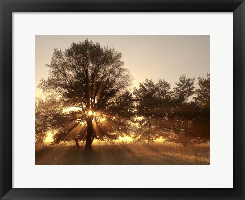 Framed Sunrise Through Fog And Trees At Cades Cove Print