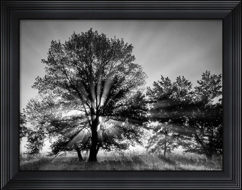 Framed Sunrise Through Fog And Trees At Cades Cove (BW) Print