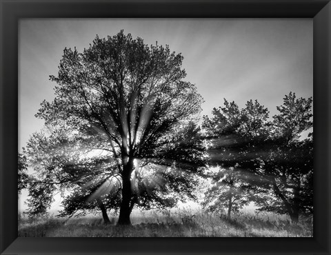 Framed Sunrise Through Fog And Trees At Cades Cove (BW) Print