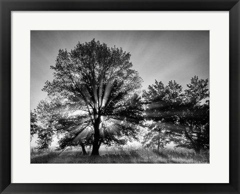 Framed Sunrise Through Fog And Trees At Cades Cove (BW) Print