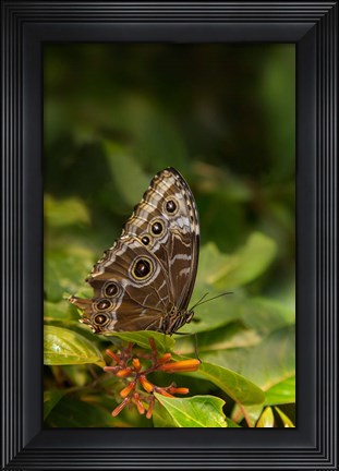 Framed Giant Owl Butterfly On A Leaf Print