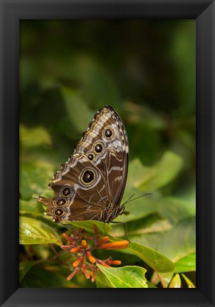 Framed Giant Owl Butterfly On A Leaf Print