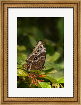 Framed Giant Owl Butterfly On A Leaf Print