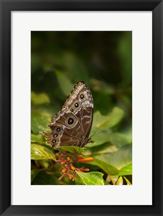 Framed Giant Owl Butterfly On A Leaf Print