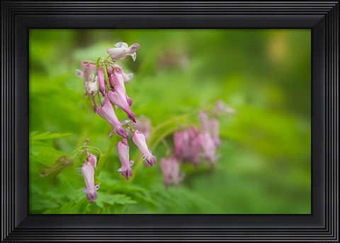 Framed Bleeding Heart Wildflowers In Cades Cove Print