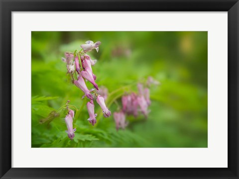 Framed Bleeding Heart Wildflowers In Cades Cove Print