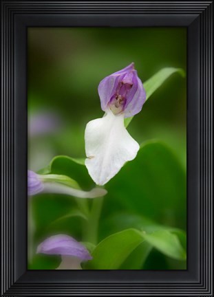 Framed Close-Up Of Orchis Orchid Print
