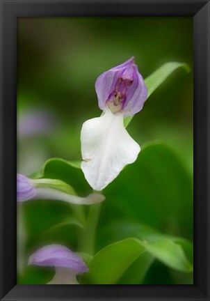 Framed Close-Up Of Orchis Orchid Print