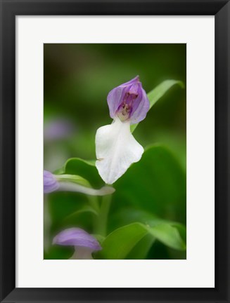 Framed Close-Up Of Orchis Orchid Print