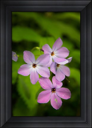 Framed Wild Blue Phlox Print
