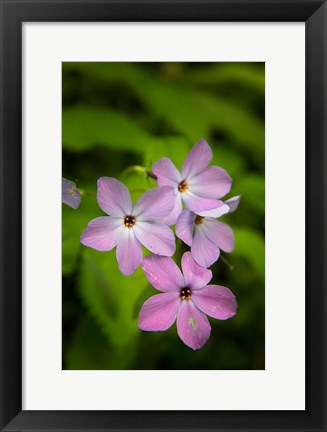 Framed Wild Blue Phlox Print