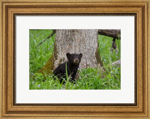 Framed Black Bear Cub Next To A Tree Print
