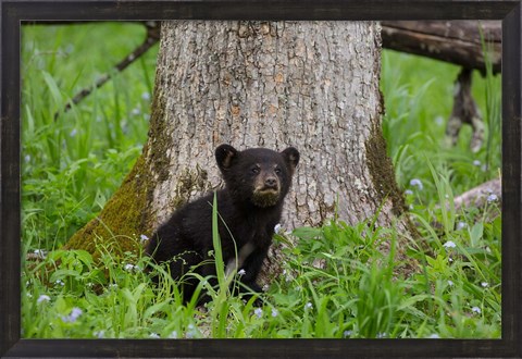 Framed Black Bear Cub Next To A Tree Print
