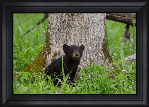 Framed Black Bear Cub Next To A Tree Print