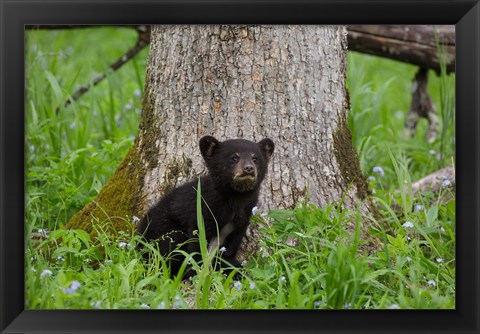 Framed Black Bear Cub Next To A Tree Print