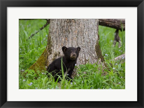 Framed Black Bear Cub Next To A Tree Print