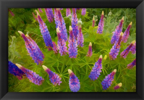 Framed Painterly Effect On Lupine Flowers Print