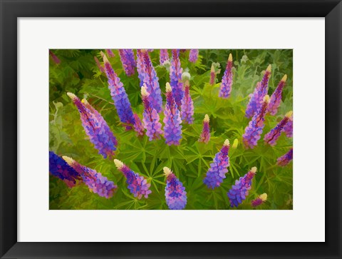 Framed Painterly Effect On Lupine Flowers Print