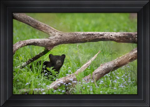 Framed Black Bear Cub Under Branches Print