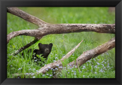 Framed Black Bear Cub Under Branches Print