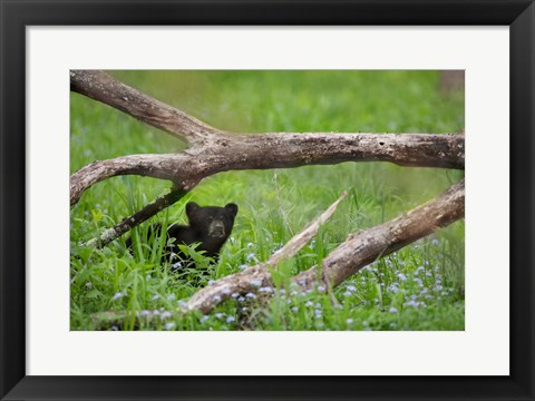 Framed Black Bear Cub Under Branches Print