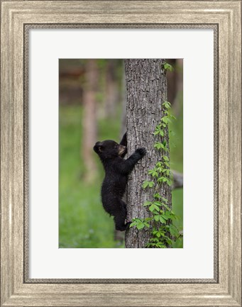 Framed Black Bear Cub Climbing A Tree Print