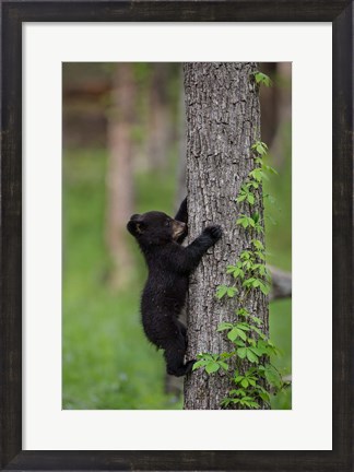 Framed Black Bear Cub Climbing A Tree Print