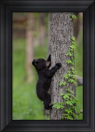 Framed Black Bear Cub Climbing A Tree Print