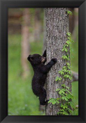 Framed Black Bear Cub Climbing A Tree Print