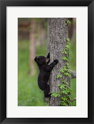 Framed Black Bear Cub Climbing A Tree Print