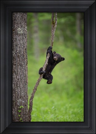 Framed Black Bear Cub Playing On A Tree Limb Print