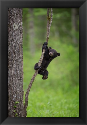 Framed Black Bear Cub Playing On A Tree Limb Print