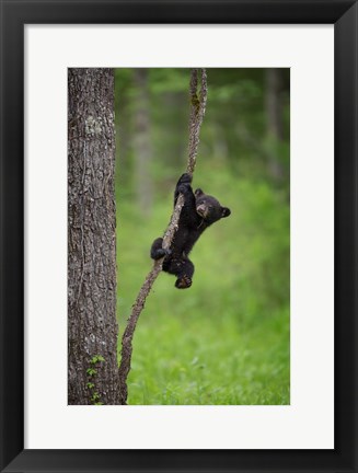 Framed Black Bear Cub Playing On A Tree Limb Print