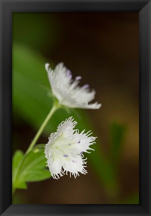 Framed Close-Up Of A Fringed Phacelia Flower Print