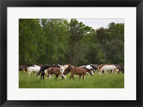 Framed Herd Of Horses In Cade&#39;s Cove Pasture Print