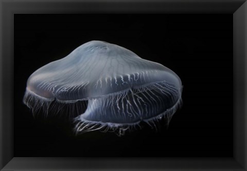 Framed Moon Jellyfish In Aquarium Print